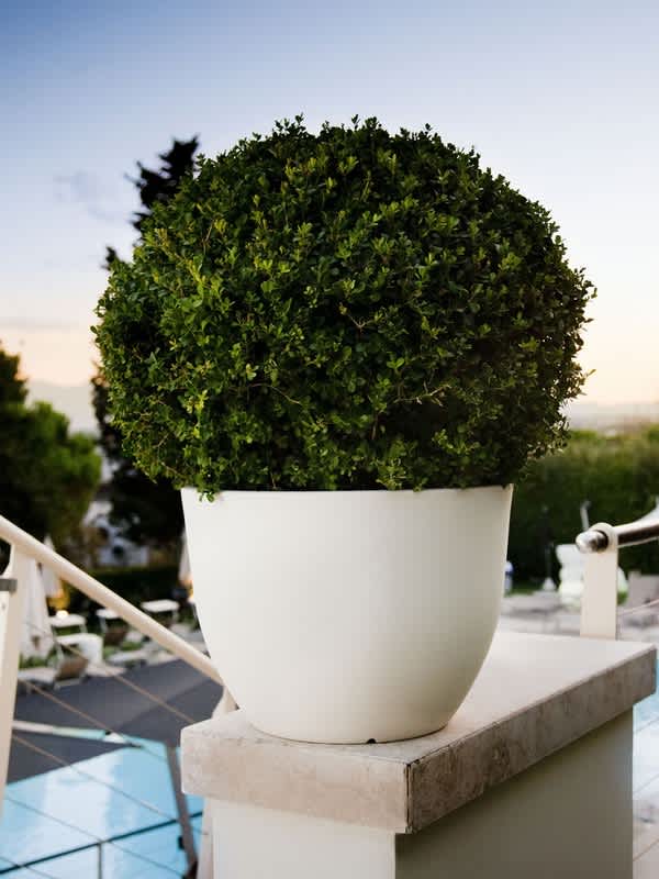 Jardinera-Orione